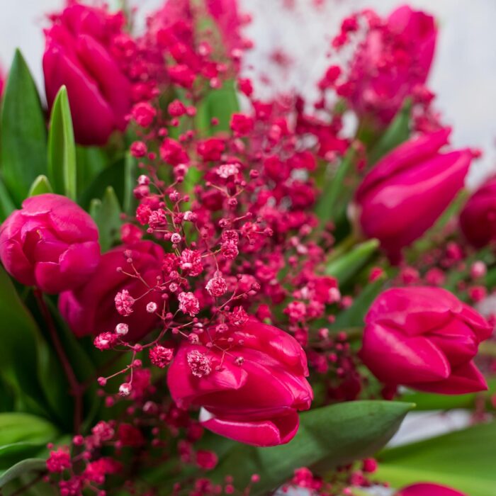 Whispers Of Spring | Peak Flowers | Flower Delivery | Tulip Pink Ardour